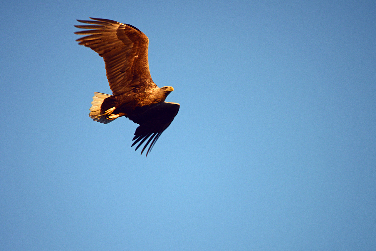 Seeadler