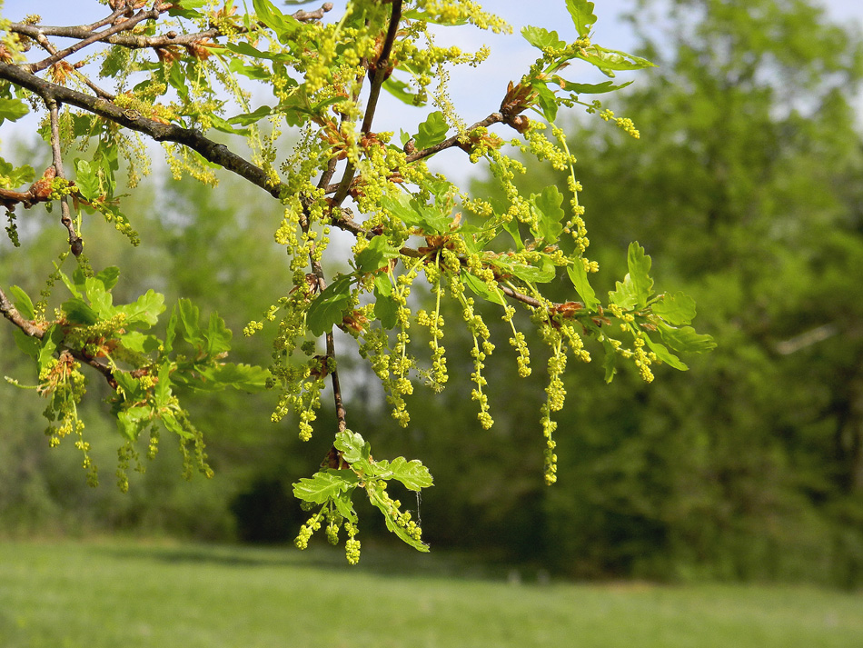 Eichenblüte (Forum für Naturfotografen)