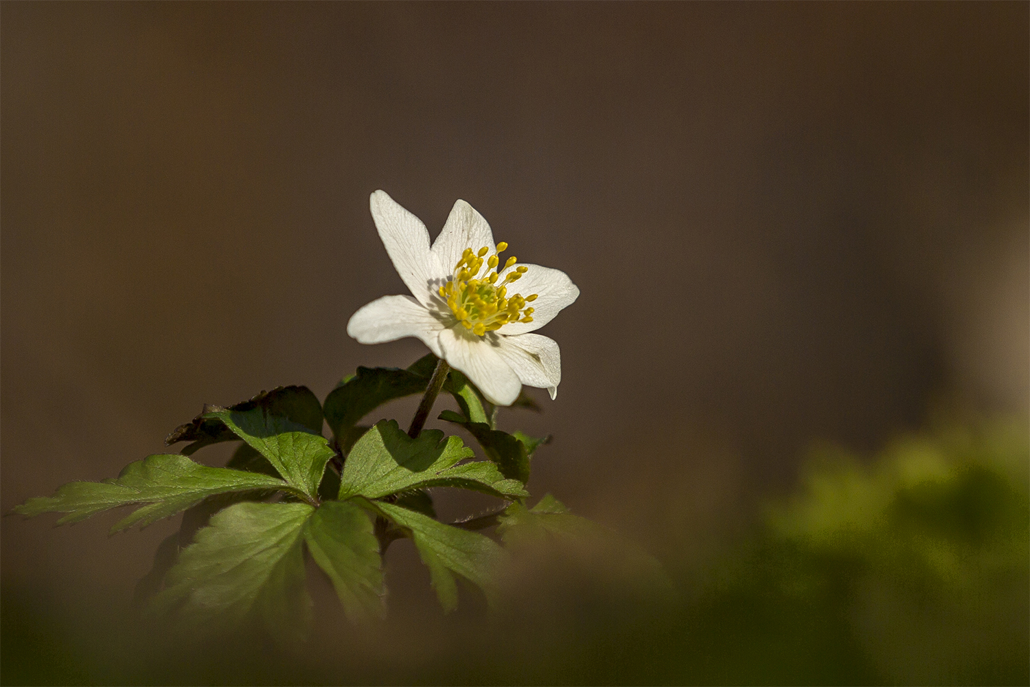 Frühling