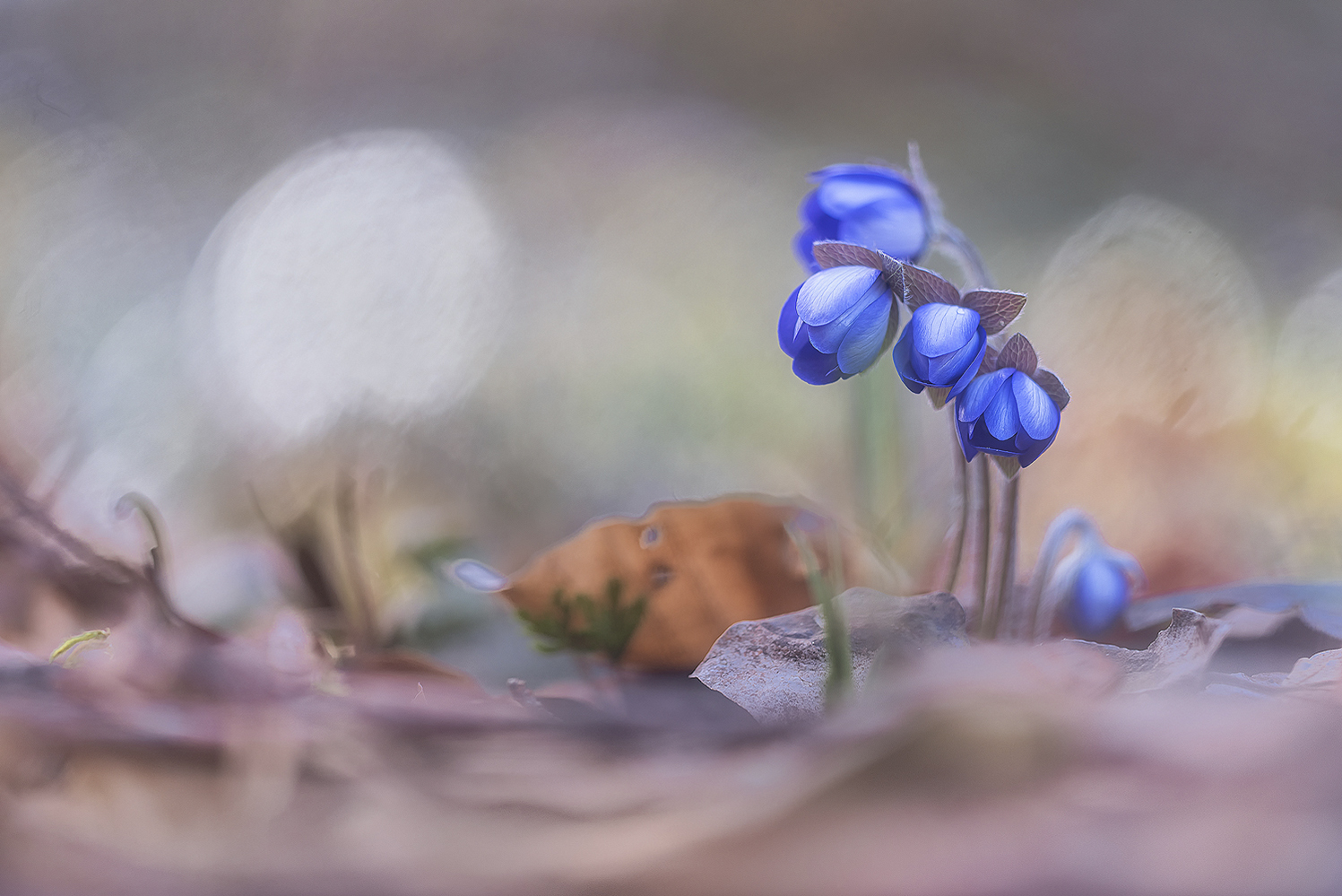 Bei den Leberblümchen