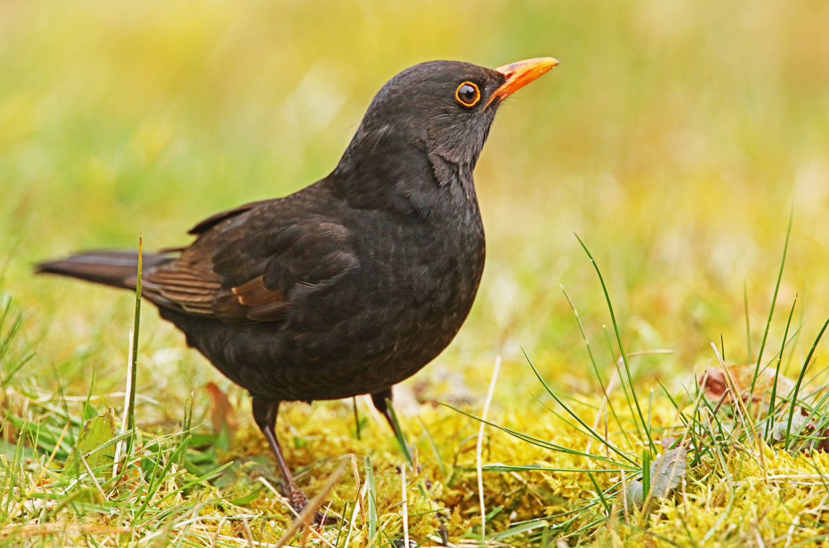 Dem Charly Amsel seine Frau...