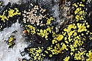 Flechten