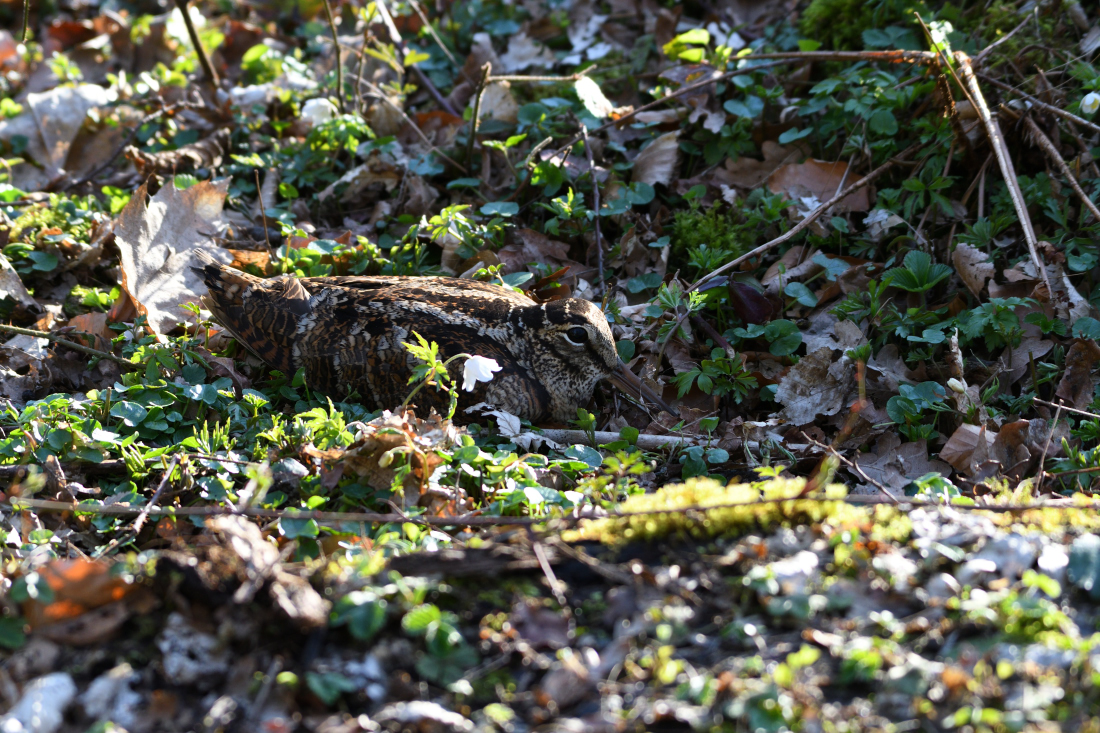 Waldschnepfe im Garten V