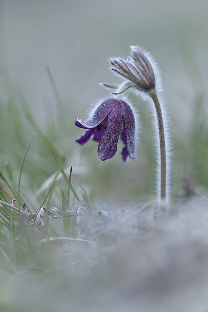 Küchenschelle – Pulsatilla montana