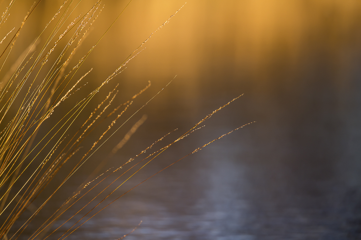 Von der Abendsonne angeleuchtet