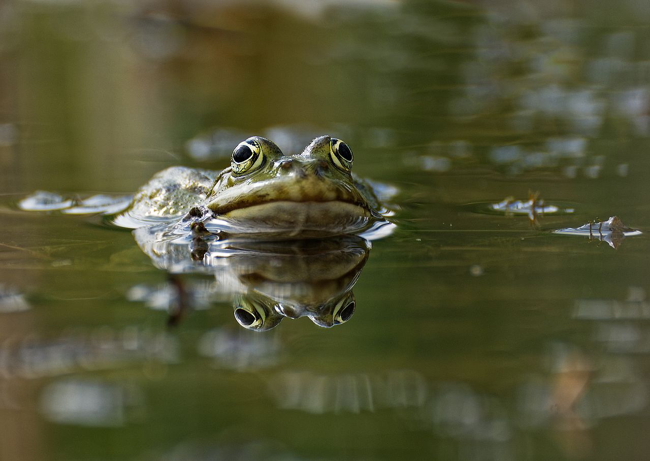 Teichfrosch