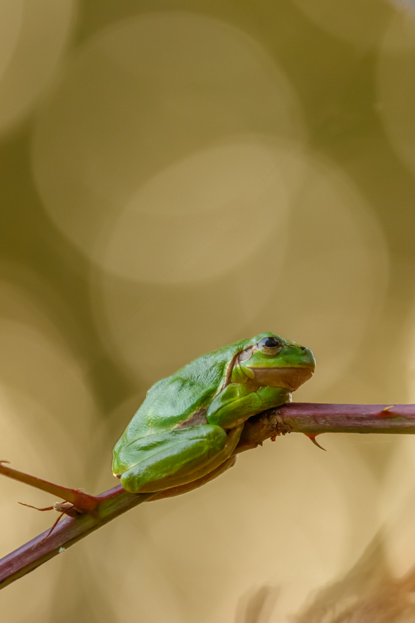 Laubfrosch im Licht