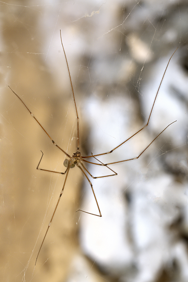 Zitterspinne Wie Lange Ohne Nahrung Die Zitterspinne (Forum für Naturfotografen)