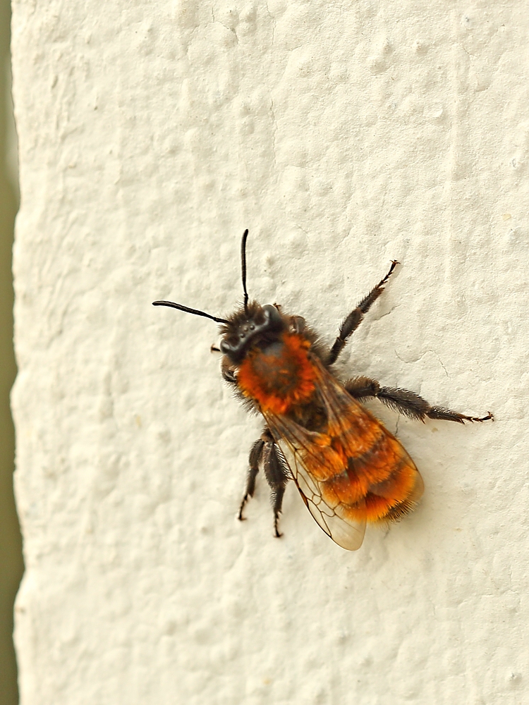 Fuchsrote Sandbiene  (Andrena fulva)