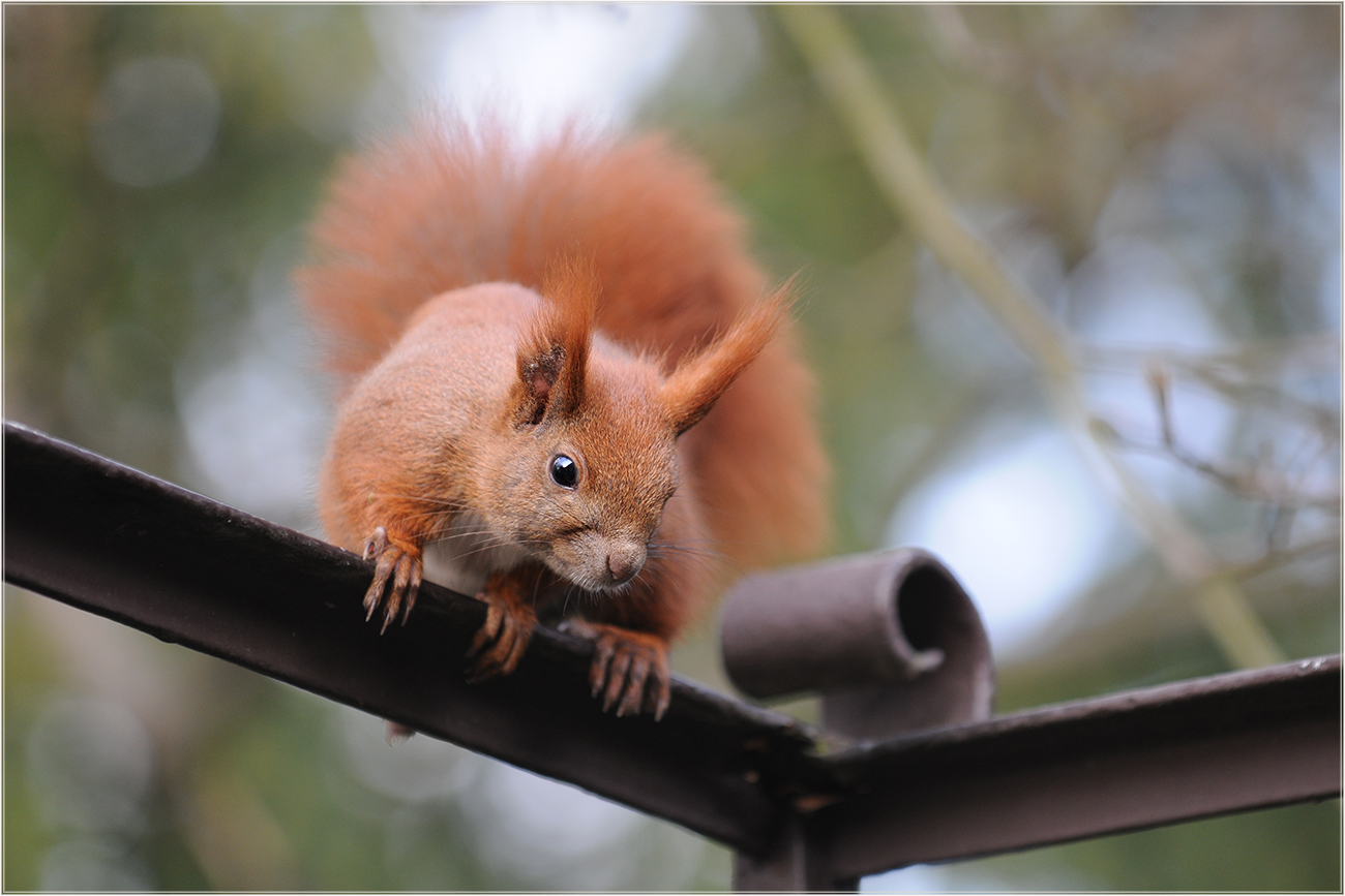 Besuch am Balkon