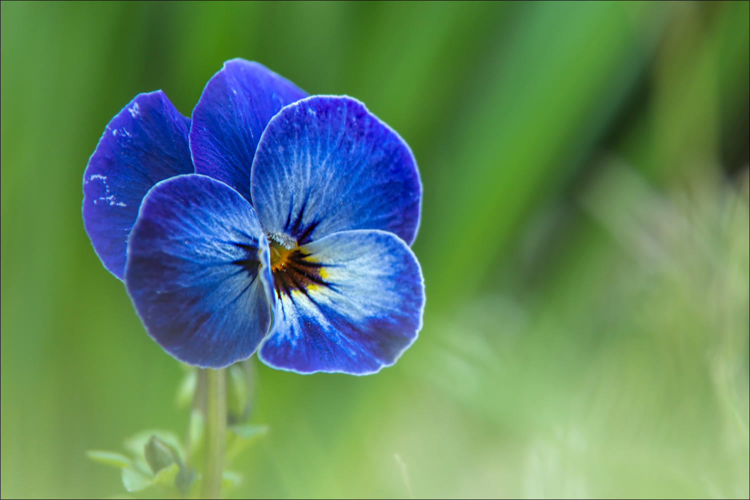 grün und blau °°° (Forum für Naturfotografen)