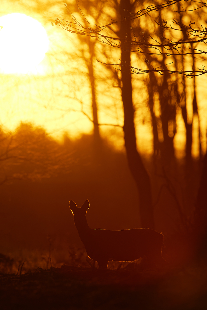 Ricke im Sonnenuntergang