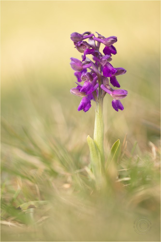 Kleines Knabenkraut (Anacamptis morio)
