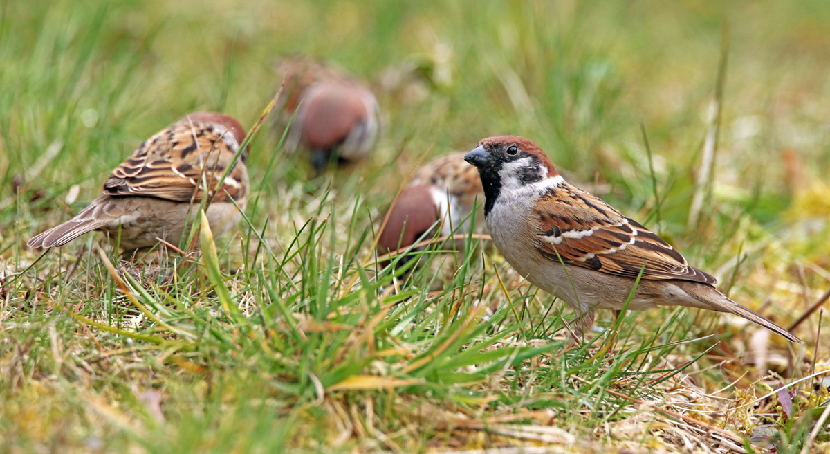 Feldsperlinge im GRas...