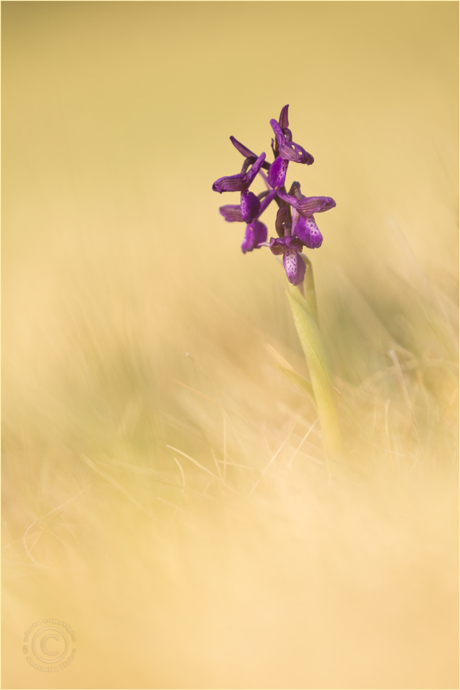 Kleines Knabenkraut II (Anacamptis morio)