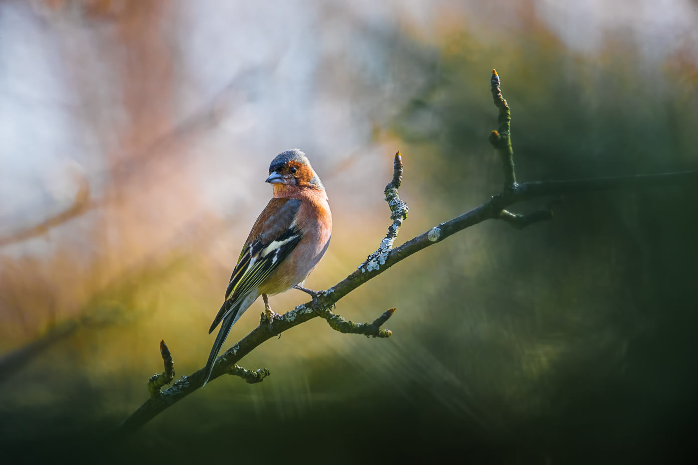 Buchfink (Fringilla coelebs)
