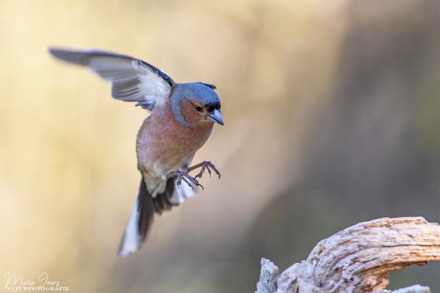 Buchfink im Anflug