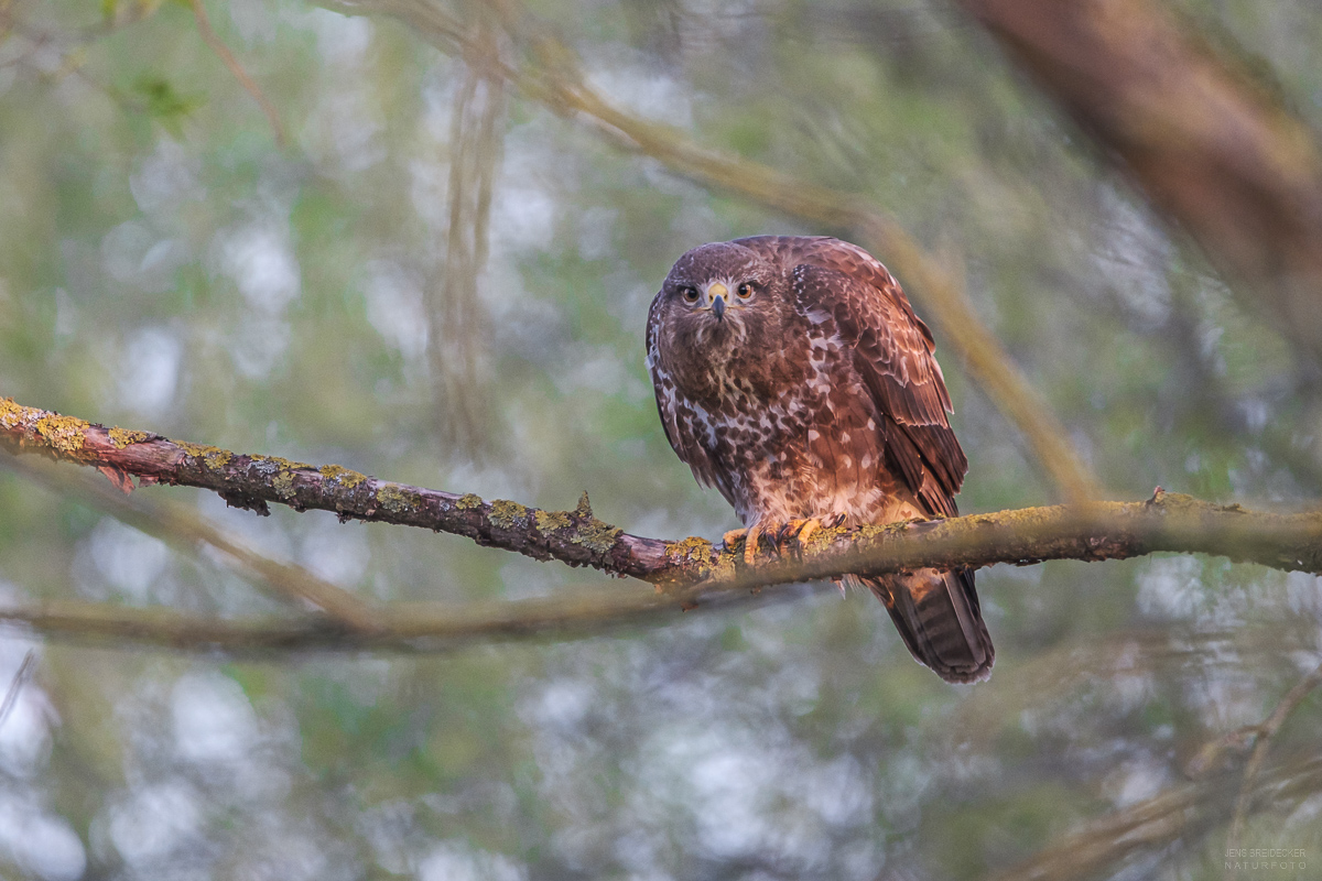 Bussard