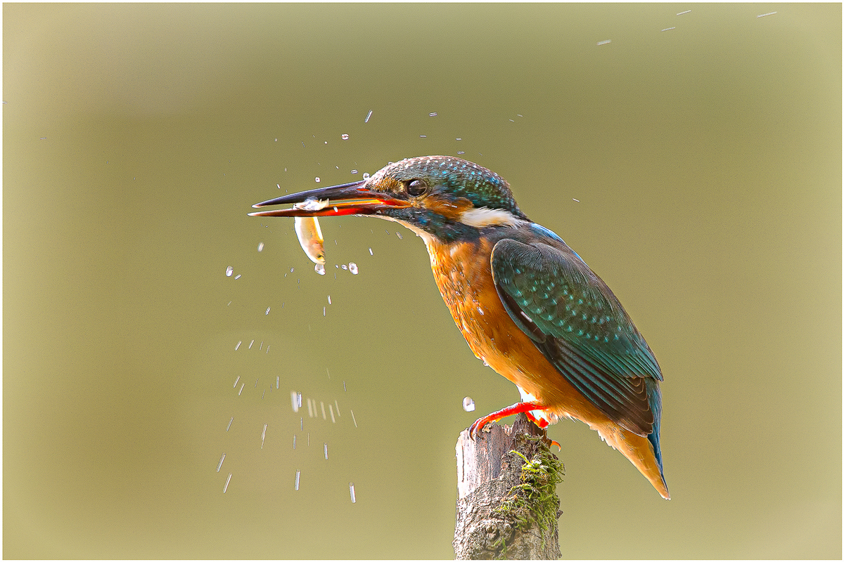 Eisvogel