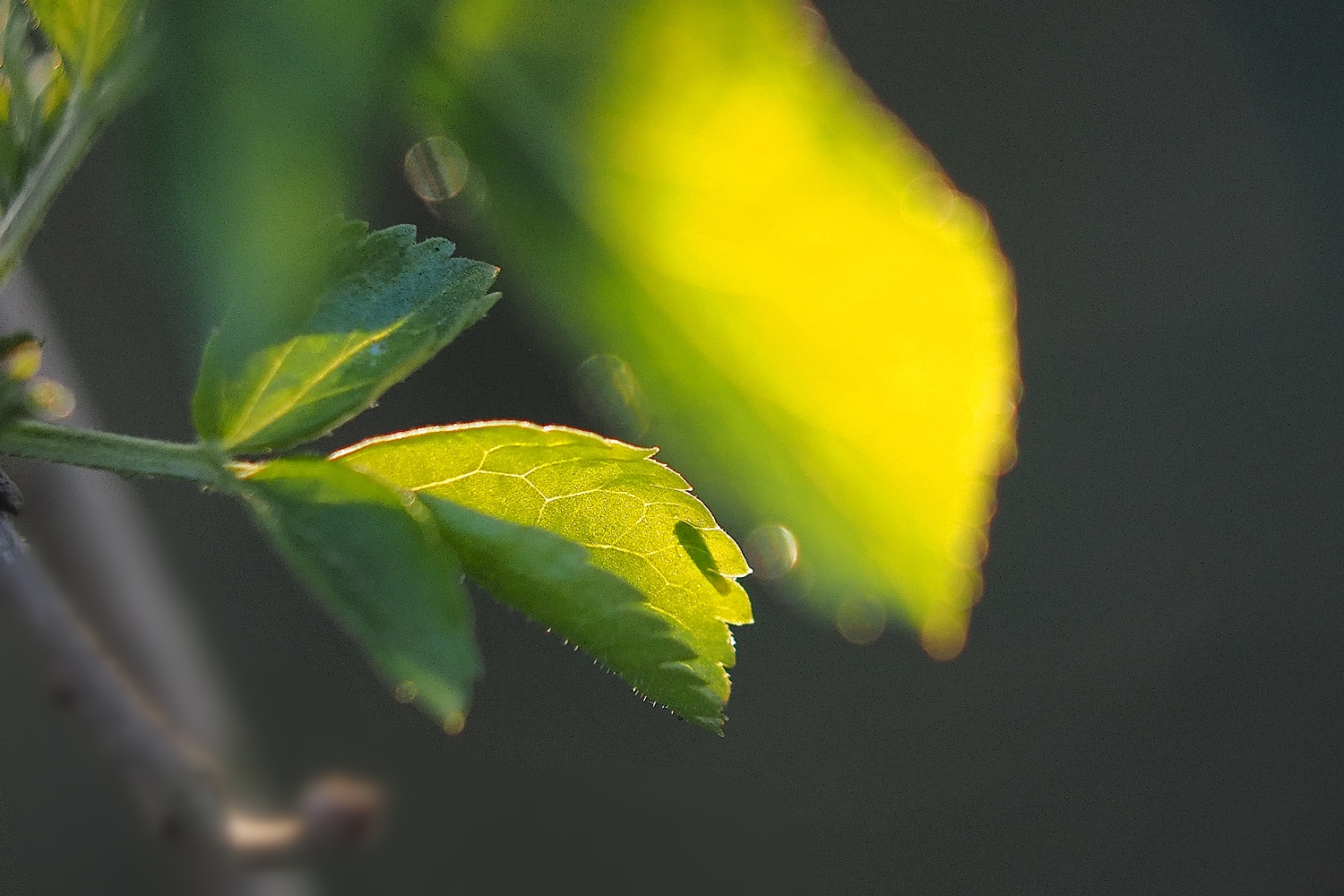 Blatt mit Besucher