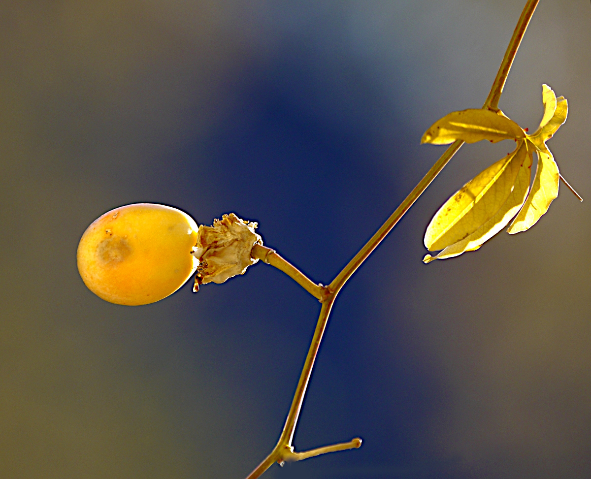 Passionsfrucht, Frost überstanden, ungeniessbar