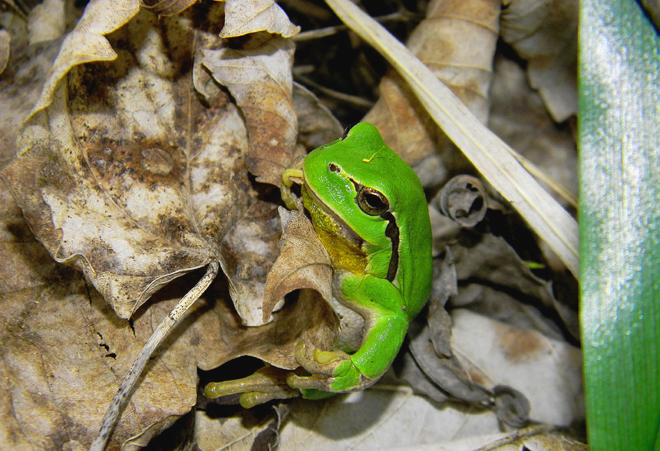 Laubfrosch im Laub