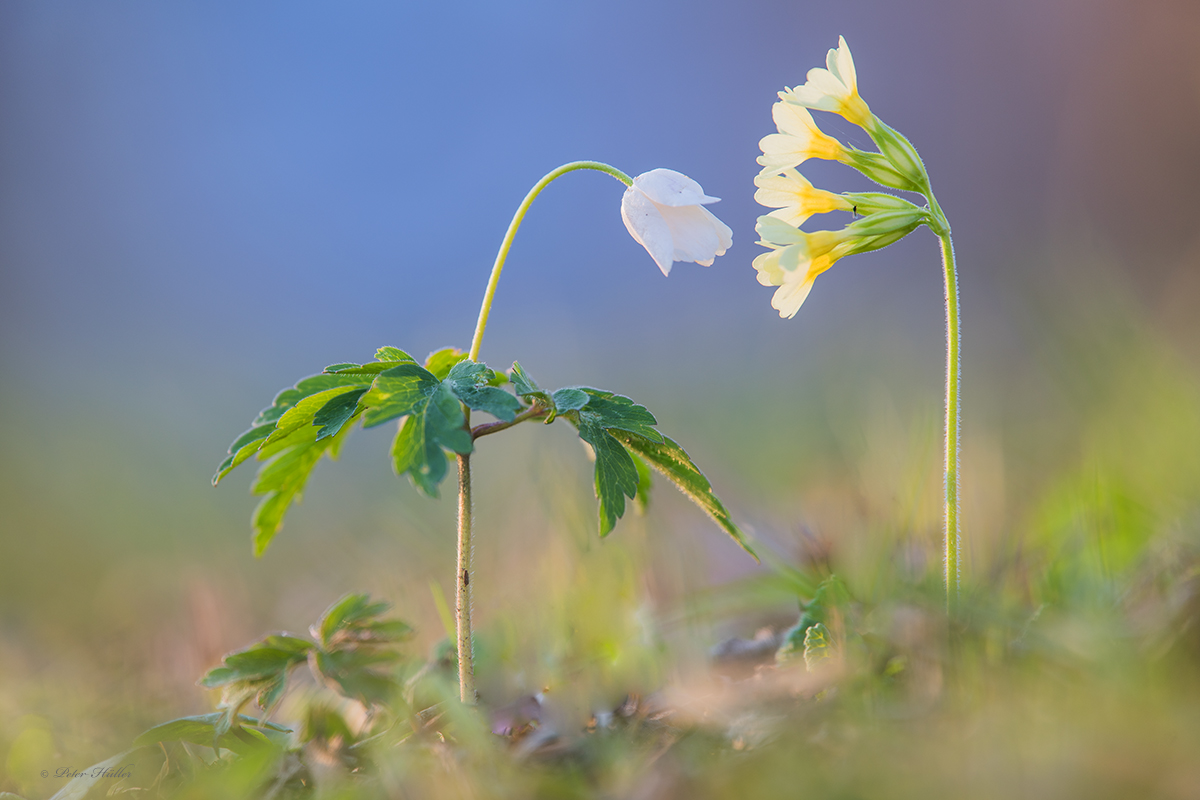 Morgendlicher Kaffeeklatsch auf der Blumenwiese