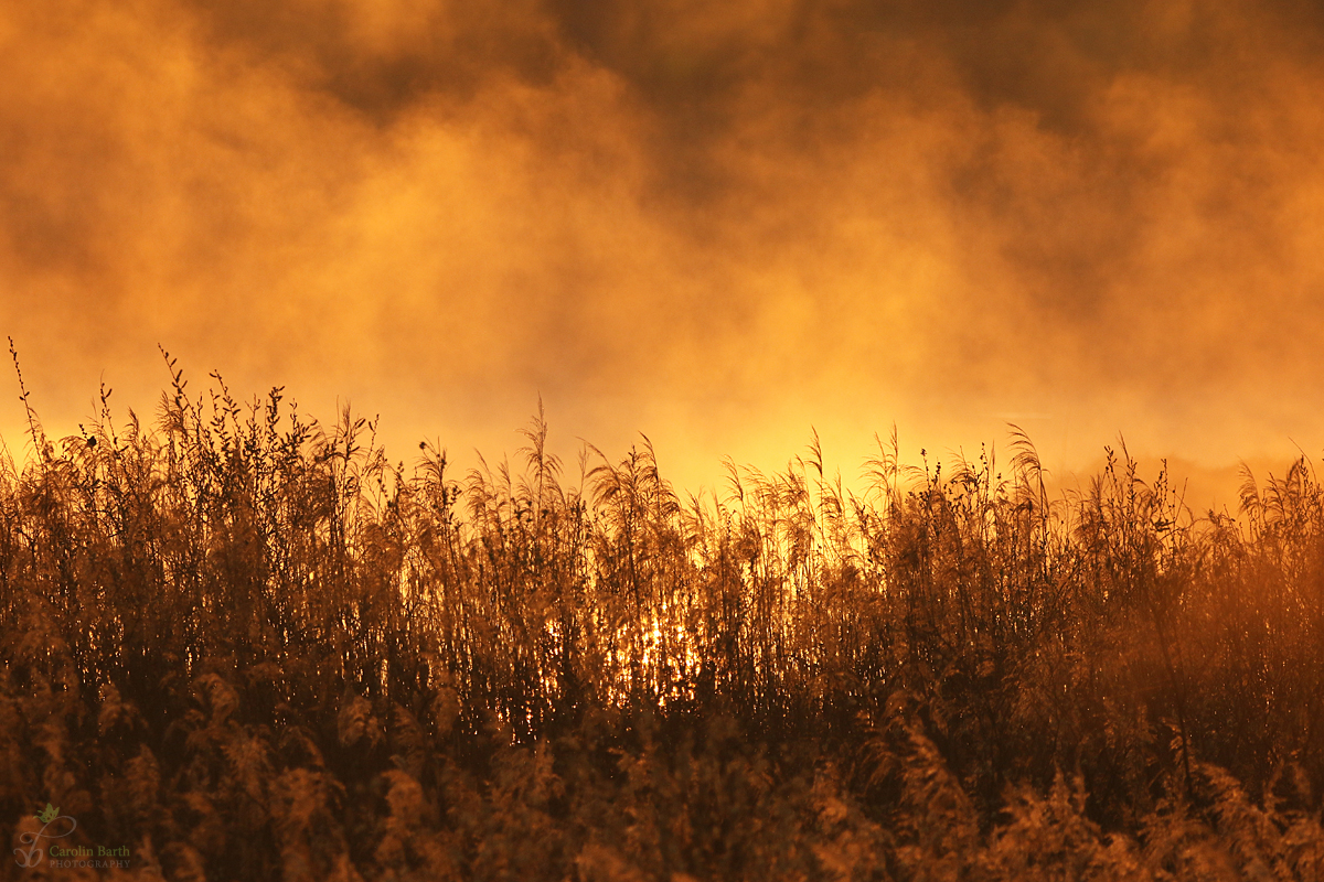 Morgenstimmung im Naturschutzgebiet