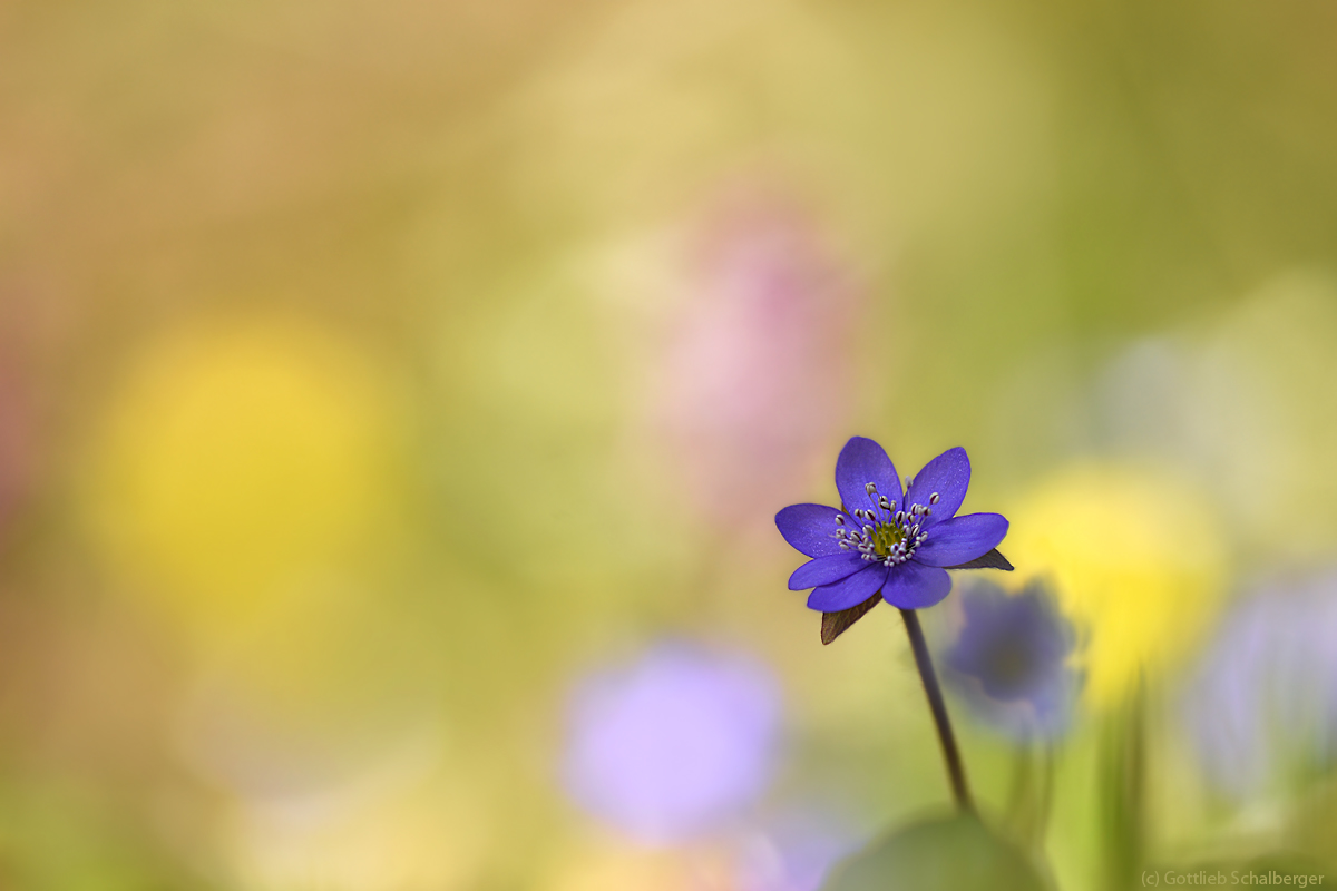 Leberblümchen an Lerchensporn und gelben Windröschen