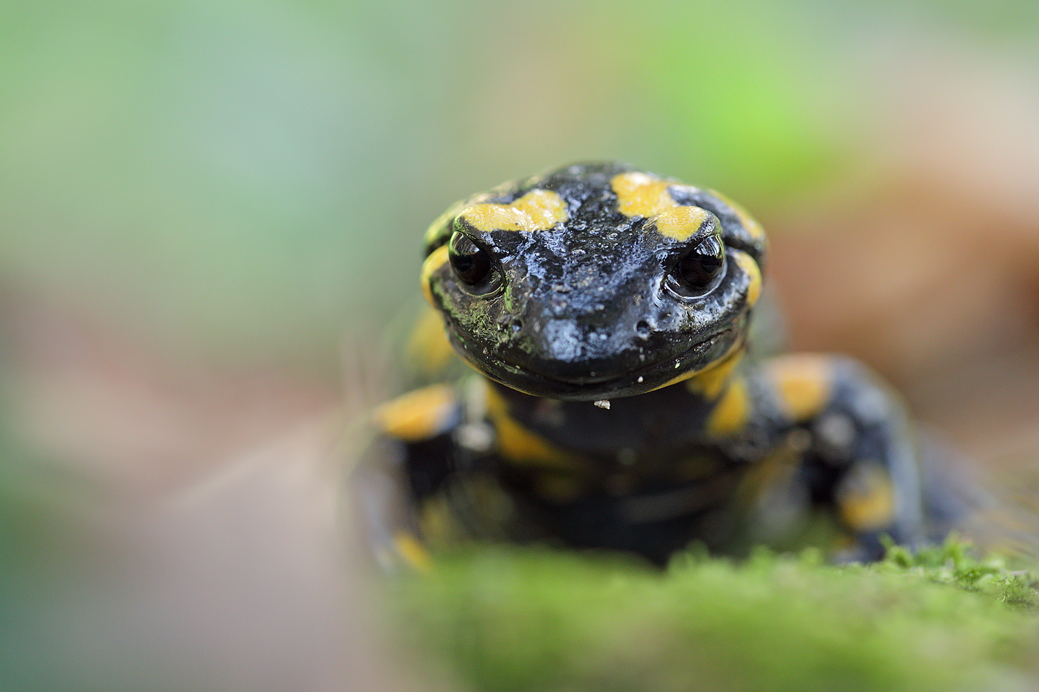 Feuersalamander