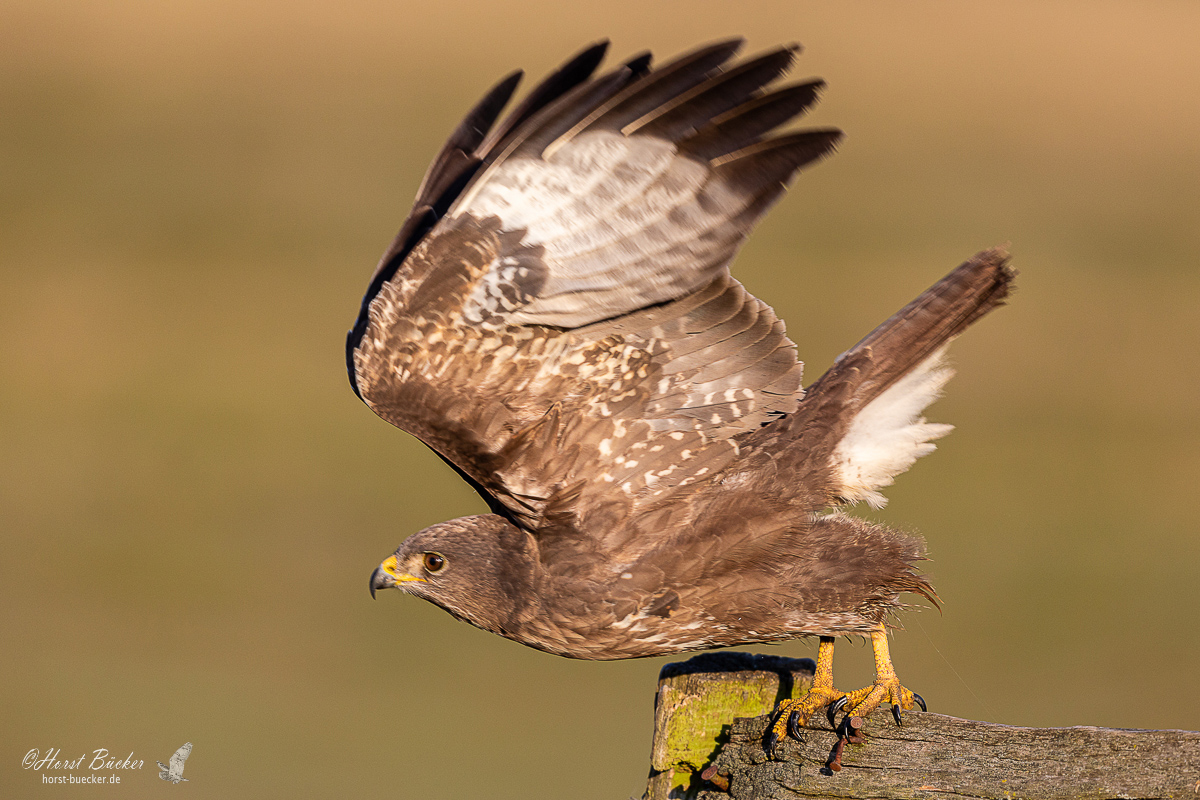 Mäusebussard