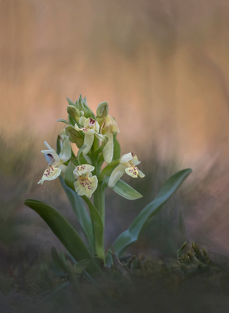Orchideenzeit
