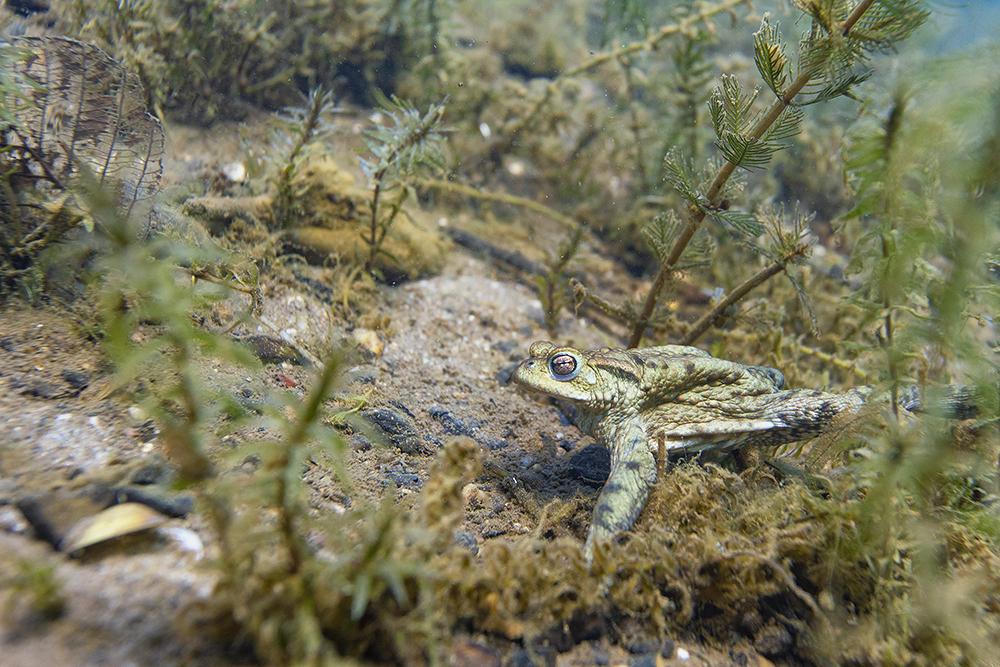Erdkröte unter Wasser