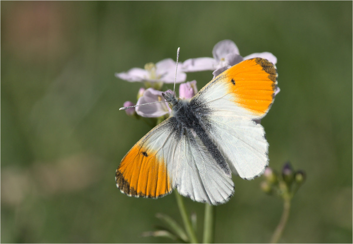 Aurorafalter (Anthocharis cardamines)