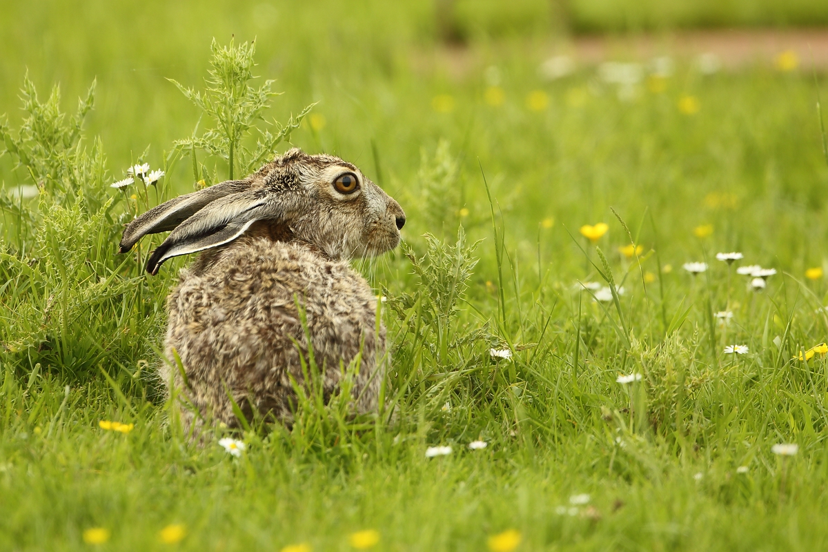 Osterhase