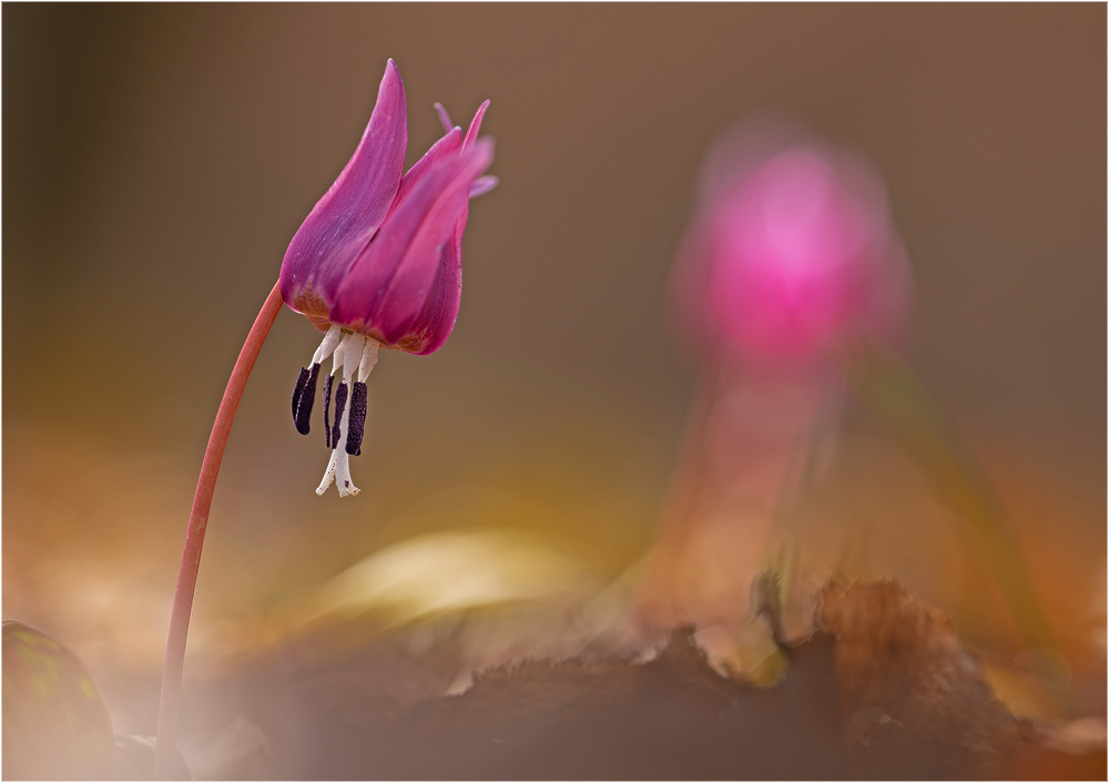 Hundszahnlilie Erythronium dens-canis