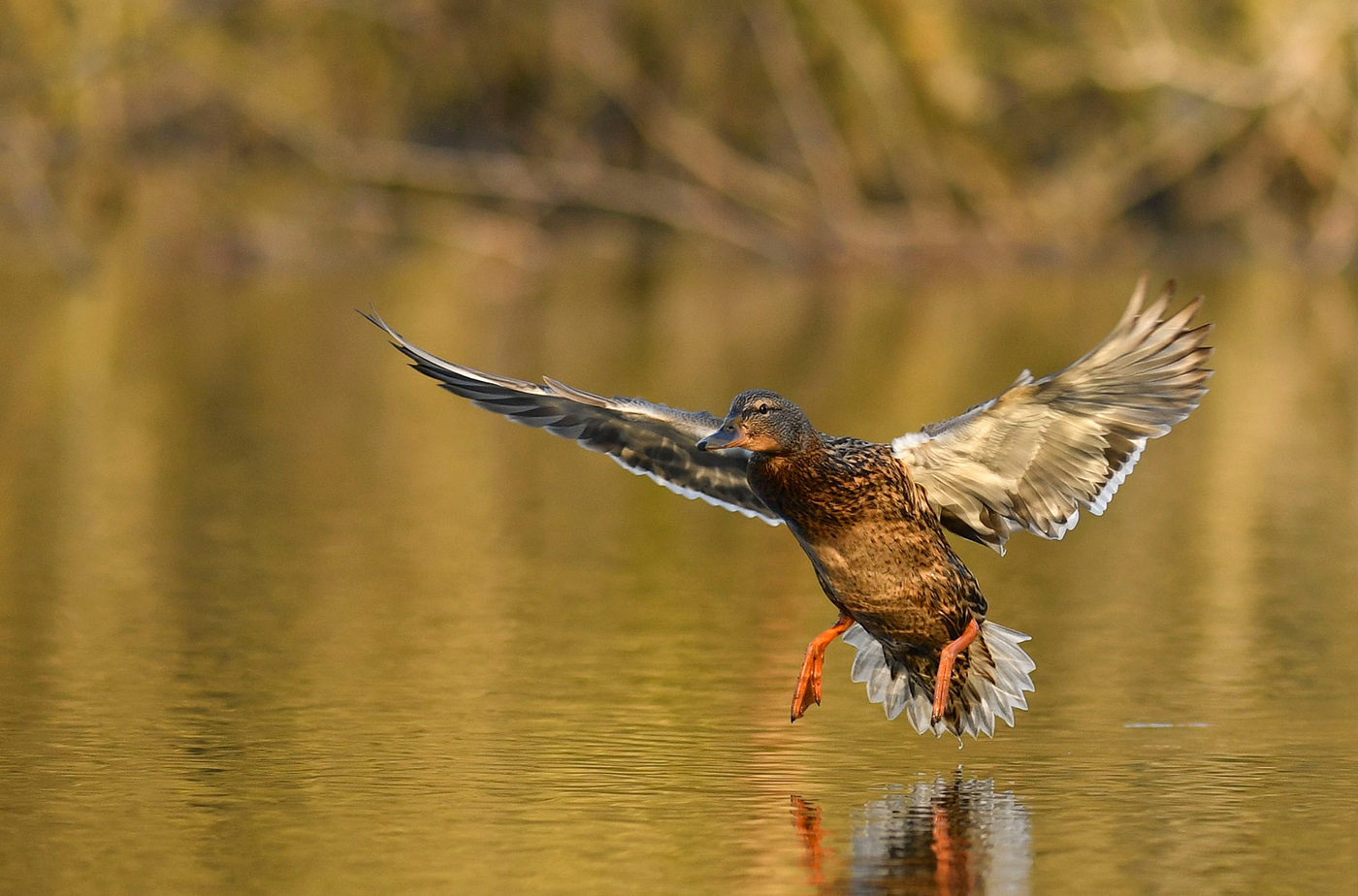 Landeanflug