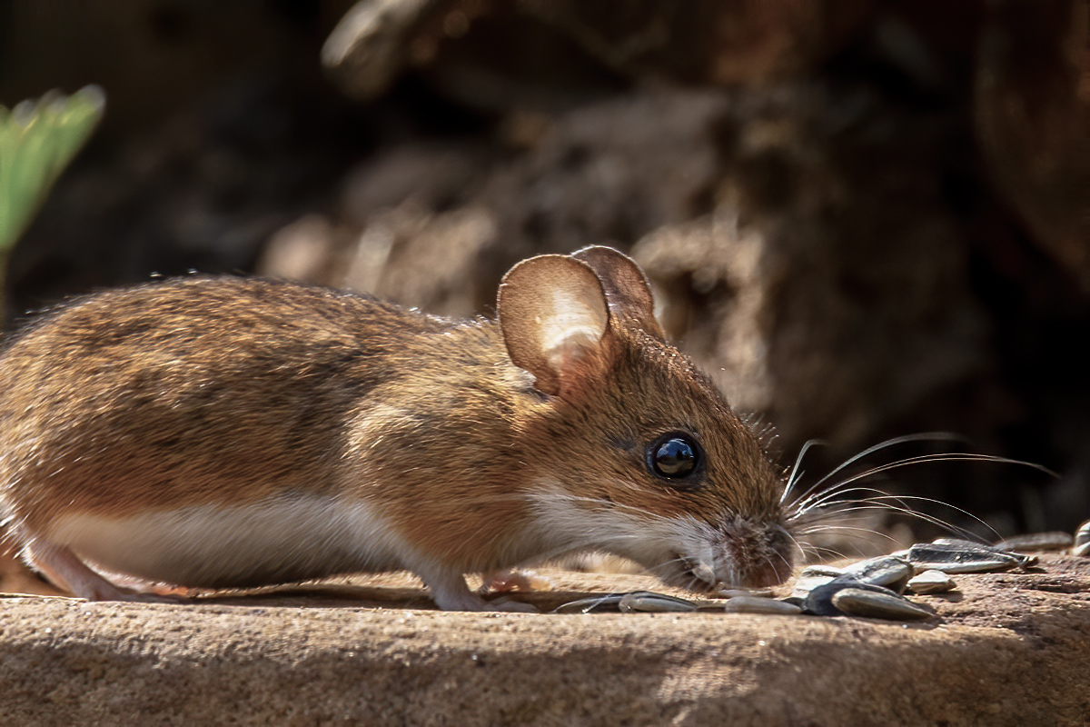 Feldmaus (Forum für Naturfotografen)