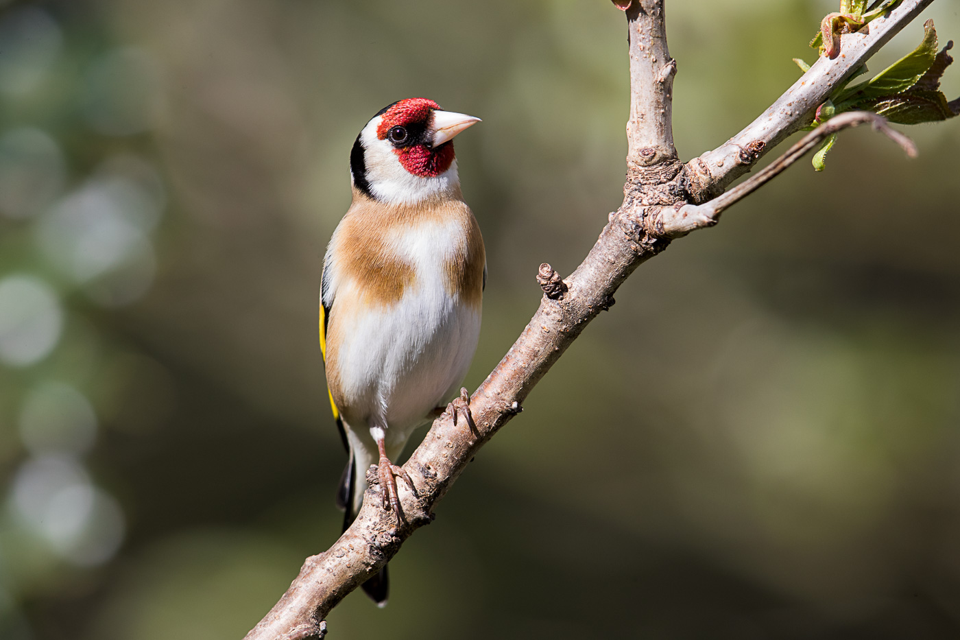 Stieglitz (Carduelis carduelis)
