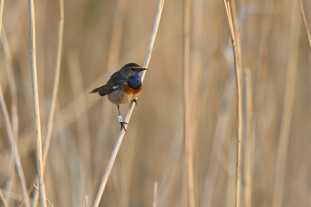 Blaukehlchen