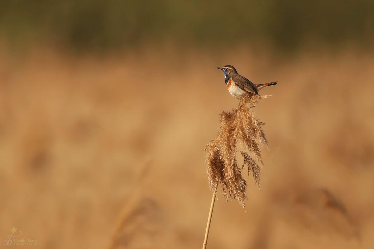 Blaukehlchen hat den Überblick