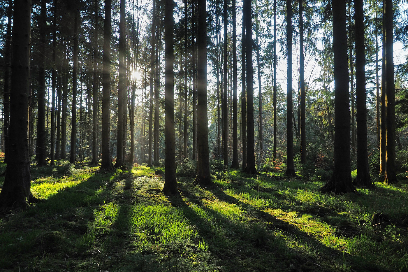 Morgens im Wald (Forum für Naturfotografen)