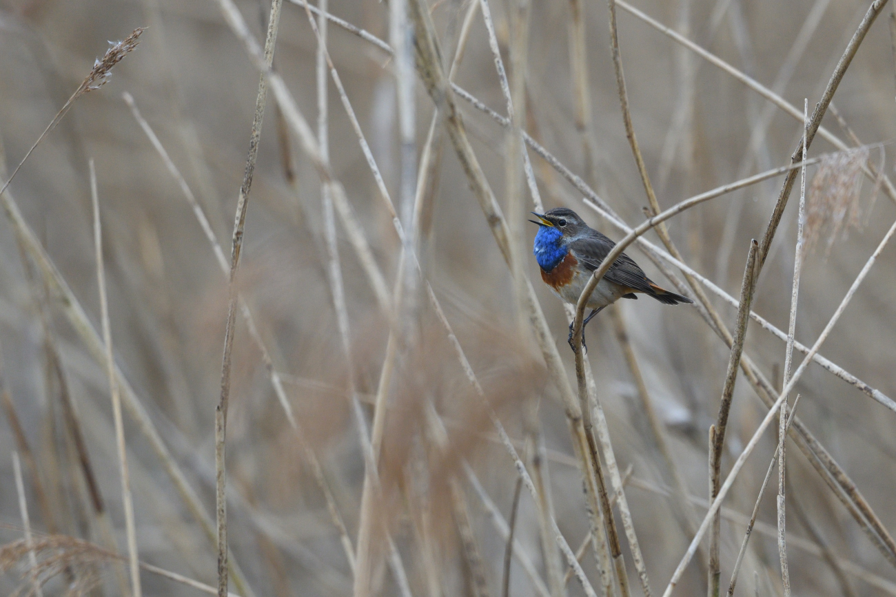 Blaukehlchen