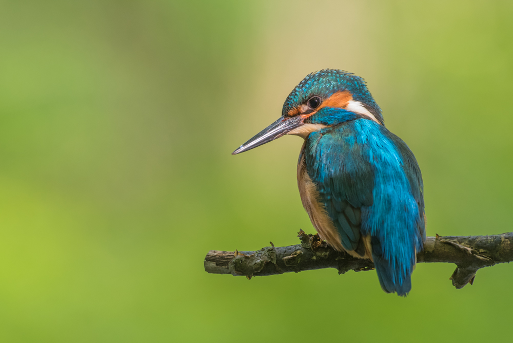 Eisvogel