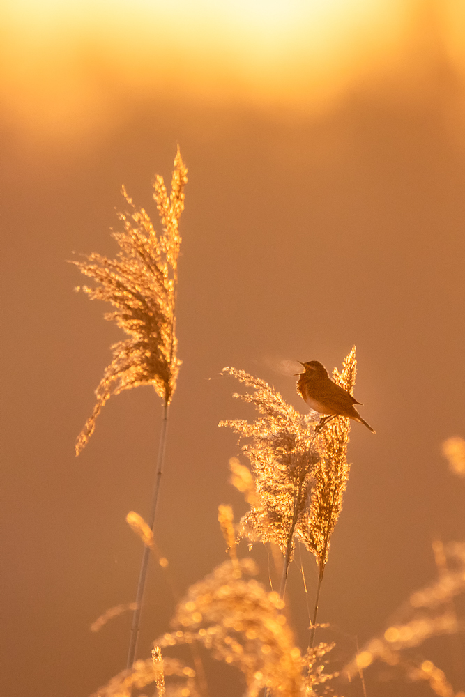 Goldenes Blaukehlchen