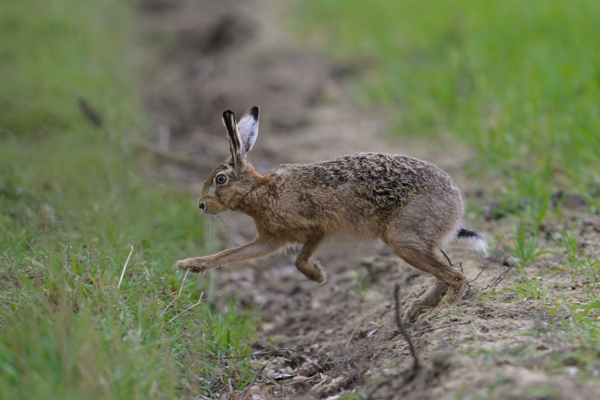 Hase (Lepus europaeus)