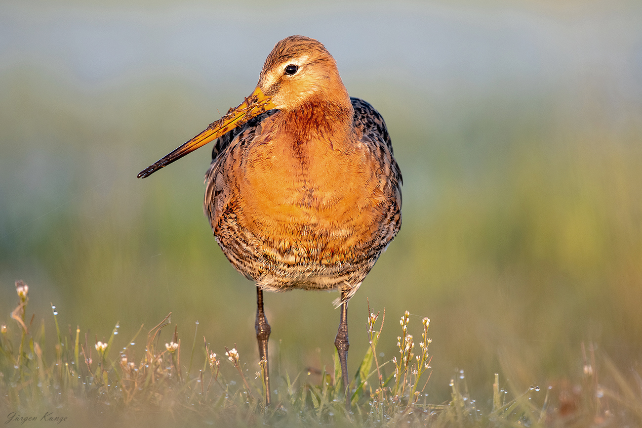 Uferschnepfe im Blümchenmoor