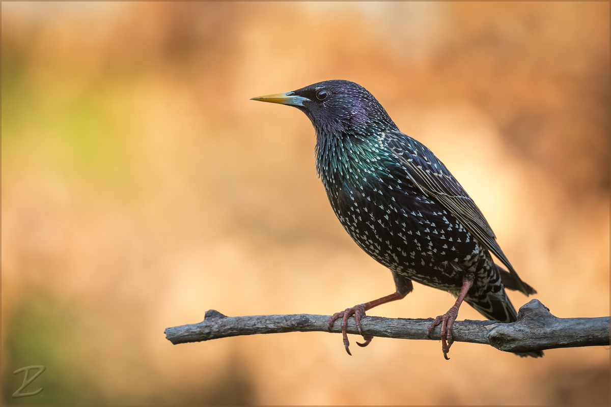 Vogelfotograph im Home office