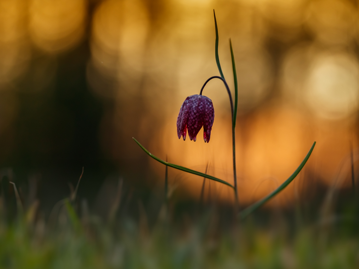 Schachblume im Abendlicht