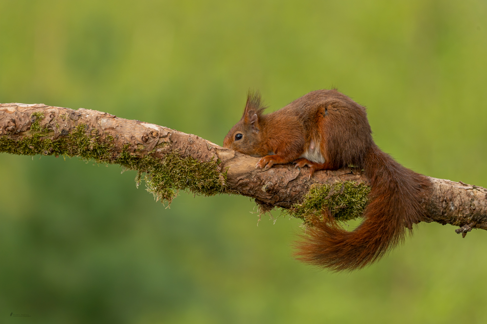 Eichhörnchen